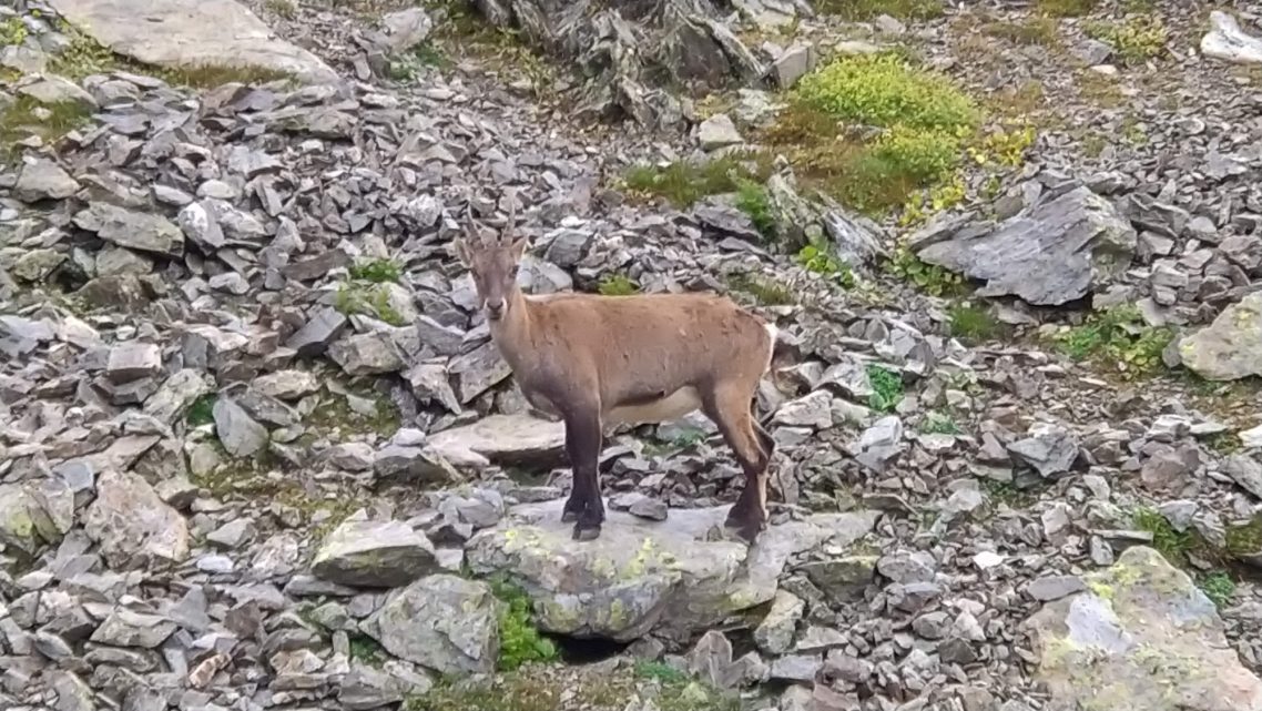 GR738
